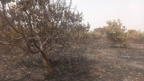 Tchad : incendie dévastateur dans un verger d'anacardiers fruitiers à Loukti