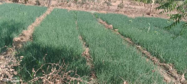 Tchad : la culture de l'oignon, une source de survie pour les habitants de Léré