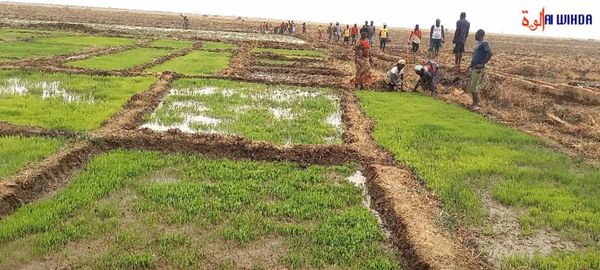 Tchad : un groupement villageois lutte pour l'autosuffisance alimentaire en pratiquant la culture de contre-saison