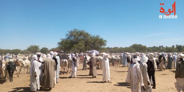 Un marché à bétail au Tchad. Illustration © Alwihda Info/archives