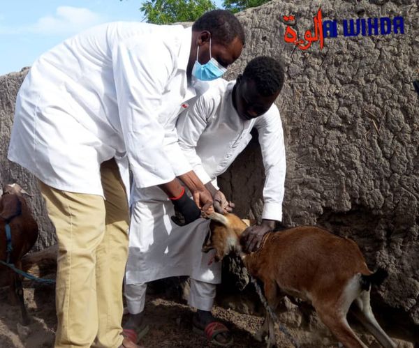 Tchad : campagne de sensibilisation de proximité pour la vaccination en masse des animaux