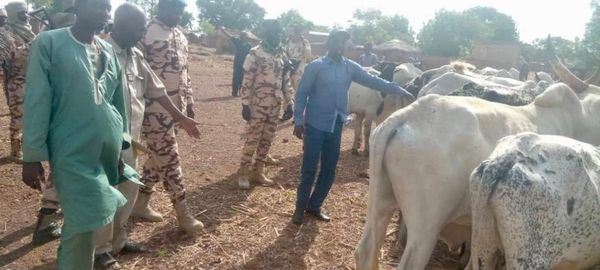 Tchad : 16 bœufs volés saisis grâce aux forces de l’ordre à Pala