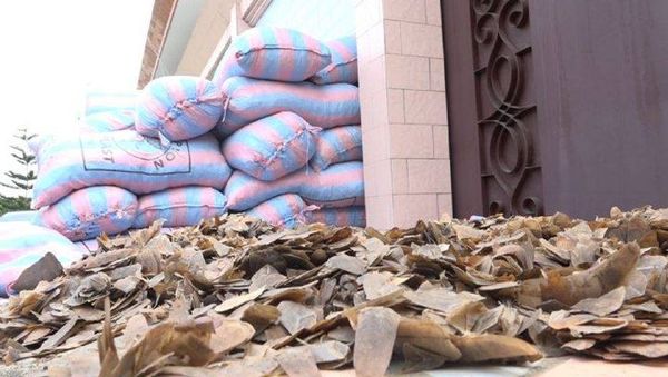 Afrique : trafic et braconnage : qui pour sauver le pangolin d’extinction ?