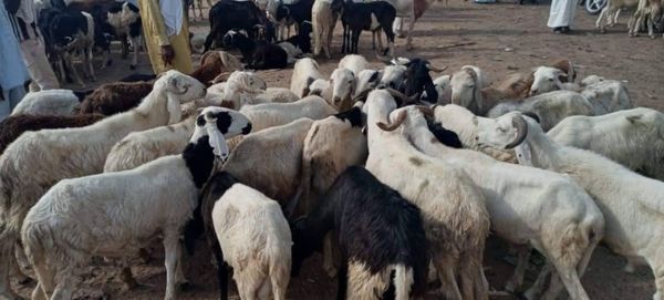 Tchad : Aïd al-Adha à Bol, des préparatifs en plein essor