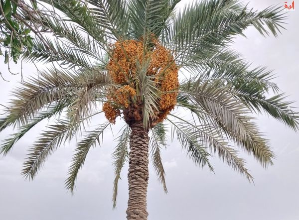 La valorisation du palmier dattier négligée au Tchad : une opportunité manquée