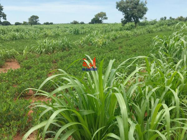 Tchad : le Sud bénéficie d'abondantes pluies mais les éléphants menacent les cultures
