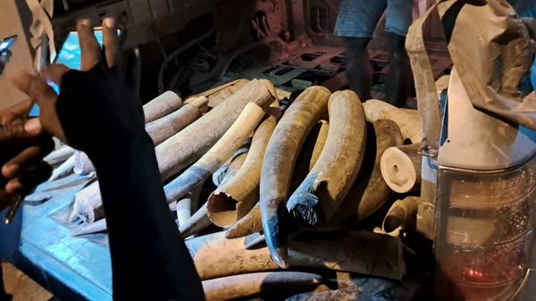 Gabon : neuf personnes arrêtées pour trafic illégal d'ivoire