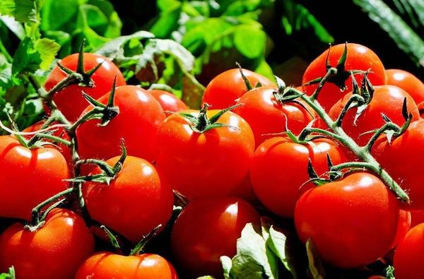 Burkina Faso : bientôt une usine de transformation de tomate à Bobo-Dioulasso