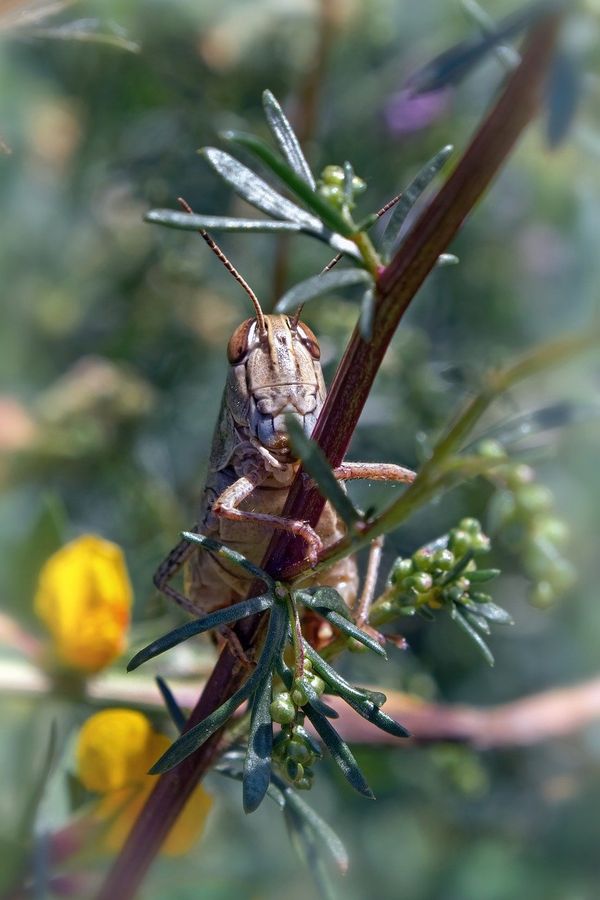 Tchad : contre les criquets ravageurs, prévenir plutôt que guérir