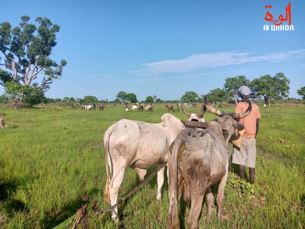Tchad : les agriculteurs du Logone Occidental formés à l'assurance agricole pour les cultures pluviales