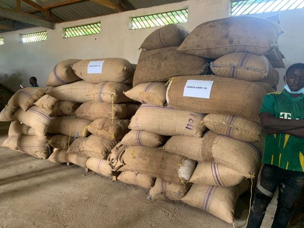Cameroun : le pays atteint un nouveau prix record de 2015 FCFA le kilogramme de cacao