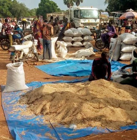 Tchad / Agriculture : Filière de sésame, une rentre agricole mal exploitée