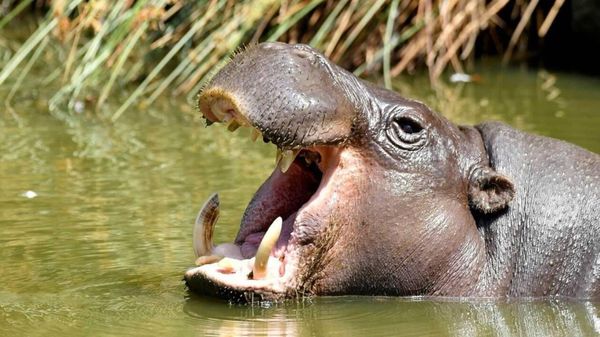 L'hippopotame : une espèce fortement menacée d’extinction