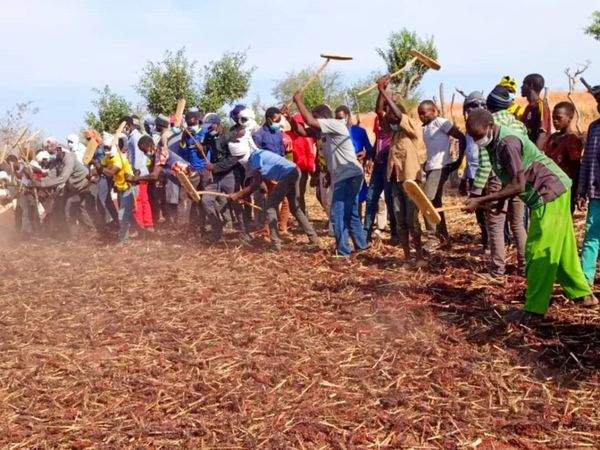 Tchad: Défi majeur pour les agriculteurs du Guéra cette année, marquée par une récolte particulièrement faible.