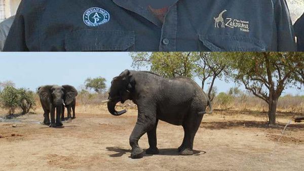 Tchad : les employés du Parc national de Zakouma en grève