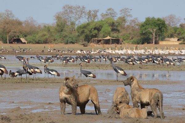 ©️Achraf Pictures ©️Chad volunteers organization ©️African Parks