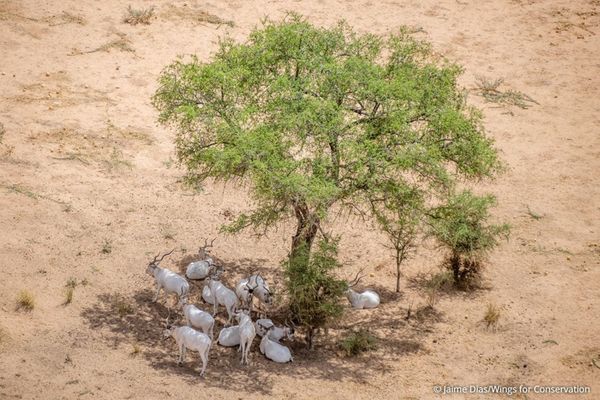 📷 Jaime Dias - Wings for Conservation