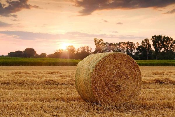 Afrique centrale et de l'Ouest : assurer la sécurité sanitaire des aliments, de la ferme à la table