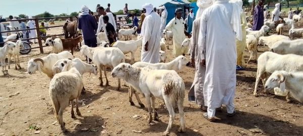Tchad : à N’Djamena, le prix du mouton grimpe pour la Tabaski
