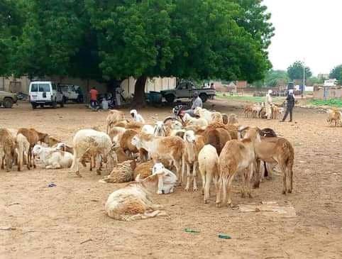 Prix des moutons à la Tabaski au Tchad : Hausse à Goz-Beïda, baisse à N'Djaména