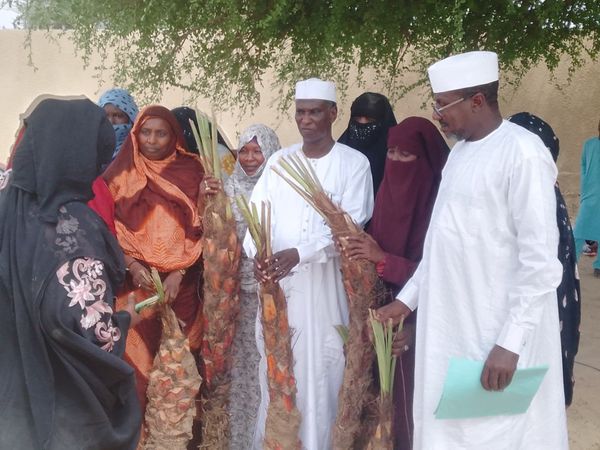 Tchad : 1 000 rejets de dattiers distribués dans la province du Barh El Gazel