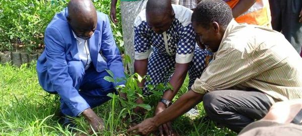 Tchad : à Moundou, la forêt de Koutou menacée de disparition