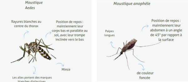 Dengue ou paludisme? Comment distinguer les maladies transmises par les moustiques