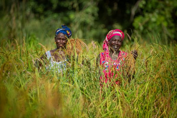 Guinée-Sénégal-Togo : la BAD accorde 102,79 millions $ pour soutenir les agriculteurs