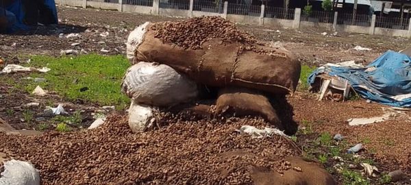 Tchad : Gaspillage au Marché de Fruits du 7e Arrondissement de N'Djamena