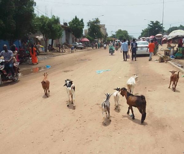 ​N'Djamena - Divagation des animaux dans la ville et sur les voies : un risque d'accidents. © Témandang Gontran/Alwihda Info