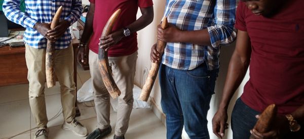 Cameroun : quatre personnes comparaissent devant le tribunal d’Ebolowa pour trafic d'ivoire