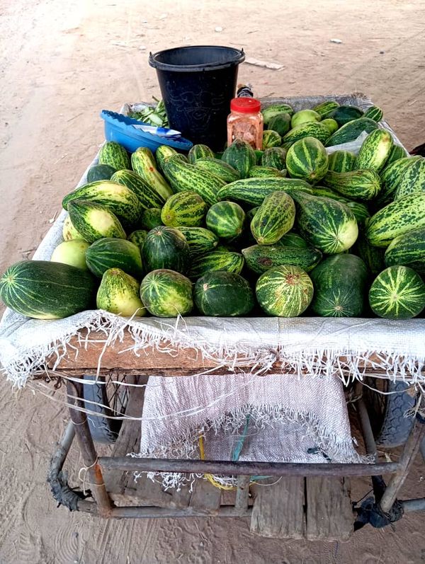 Le Concombre : Un amuse-gueule négligé par les jeunes Tchadiens