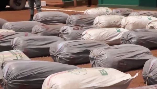 Cameroun : près de 8 tonnes de cannabis saisis par la Gendarmerie dans la région de l’Ouest