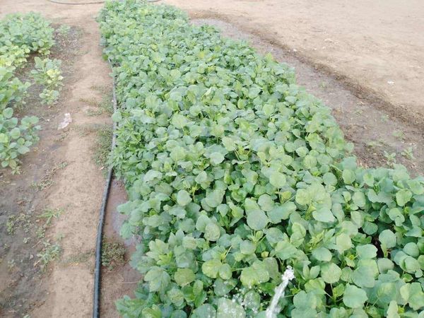 Tchad : à N'Djamena, l'oseille est rare et de mauvaise qualité