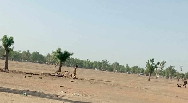 Tchad : la gestion des forêts est un défi difficile à relever