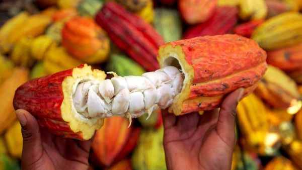 Cameroun : Yaoundé accueille la 111ème session de l'Organisation Internationale du Cacao
