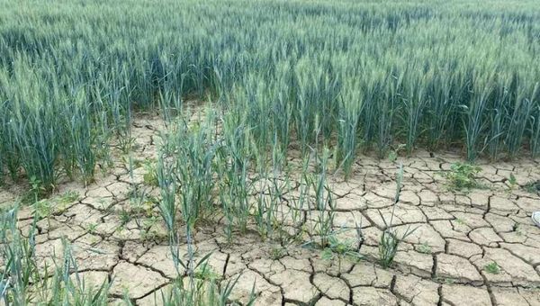 Tchad : à Bongor, la culture irriguée du riz menacée par une pénurie de gaz