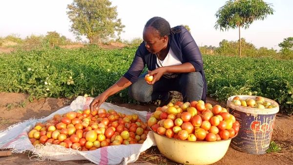 Tchad : Dendjim Antoinette, une agronome engagée dans la culture biologique à Mbagti