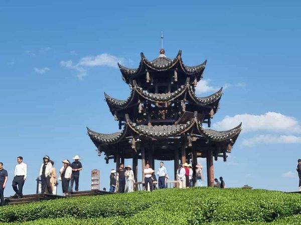 Hubei : au goût doux et à la liqueur vert cristal, le thé du tribut de Wujia Tai, un chef-d'œuvre millénaire