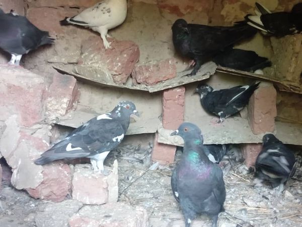 N'Djamena : L'élevage de pigeons domestiques en voie de disparition