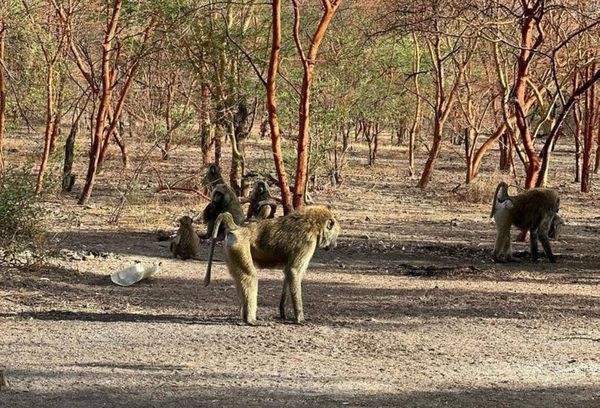 Tchad - Tourisme / Les babouins de Zakouma : Des rencontres insolites et divertissantes au cœur du parc national