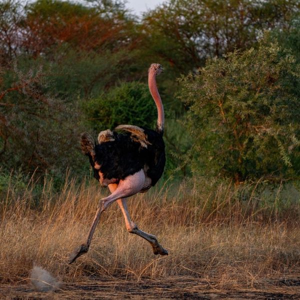 Images : Zakouma National Park