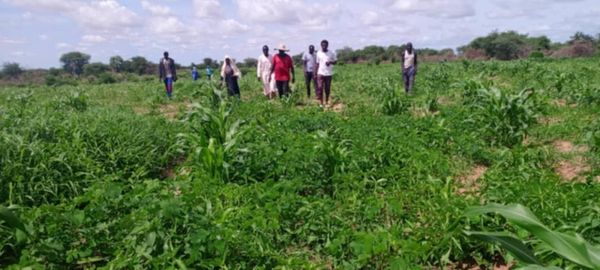 Tchad : au Guéra, Akouna Tirane est un cultivateur qui inspire sa communauté