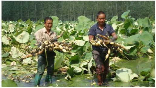 La récolte des racines de lotus dans la commune de Xinzhuang de la ville de Suqian (province du Jiangsu). Source : Suqian Dai