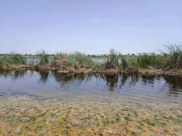 Tchad : affrontement meurtrier autour d’un champ à 60km de Mao