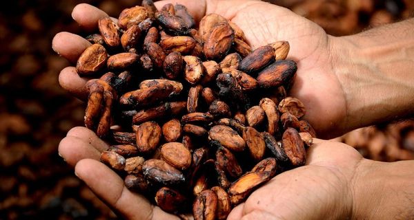Côte d'Ivoire : initiative novatrice pour protéger les enfants dans les communautés productrices de cacao
