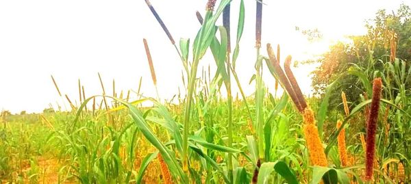 Tchad : Alerte à Koundjourou — Des milliers d’hectares de mil dévastés par les oiseaux granivores