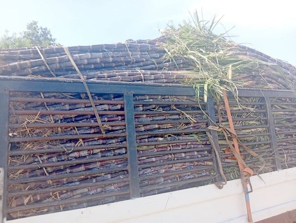 Tchad : La canne à sucre, un pilier économique saisonnier essentiel de Kélo à N'Djamena