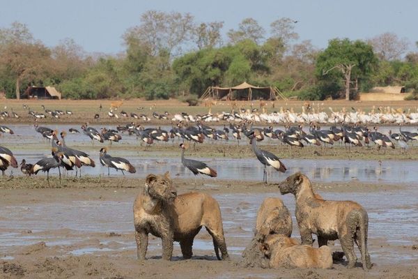 ©️Achraf Pictures ©️Chad volunteers organization ©️African Parks