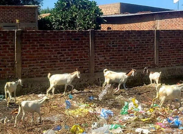 Tchad : Les Habitants de N’Djaména exaspérés par l’élevage de bétail en zone urbaine